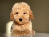 Ev Ortamında Büyüyen Toypoodle Yavrularımız