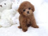 Red Mi̇ni̇ Toy Poodle Bebekler