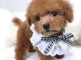 Safkan Toy Poodle Yavrular