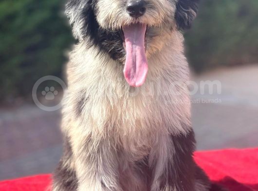 Blue Merle Bernedoodle Mavi Göz Nadir Renk Türkiye’de Ilk