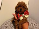 Muhteşem Poodle Yavrularımız