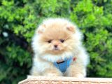 Safkan Teddy Bear Pomeranian Boo Yavrularımız