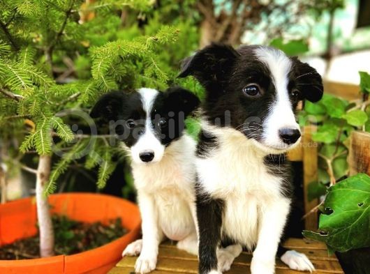 Border Collie Yavrular