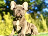 Blue French Bulldog Egzoti̇k Bebeği̇mi̇z