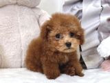Red Mi̇ni̇ Toy Poodle Bebekler