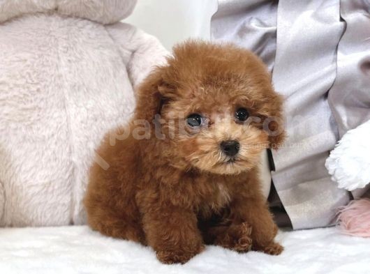 Red Mi̇ni̇ Toy Poodle Bebekler görsel