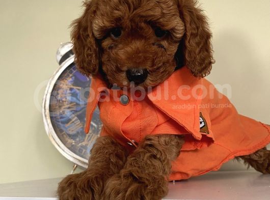 Evinizin Maskotu Olucak Toypoodle Bebekler görsel