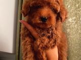Aşılı Pasaportlu Toypoodle Bebeklerimiz