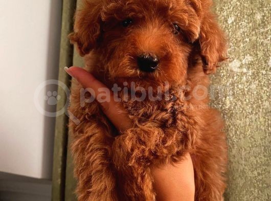 Aşılı Pasaportlu Toypoodle Bebeklerimiz görsel