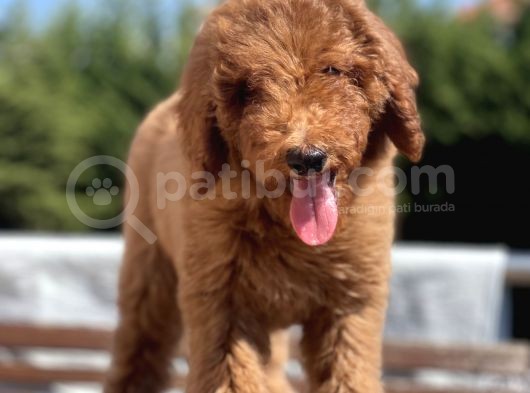 Red Brown  Labradoodle Amerika Gen Anne Baba görsel