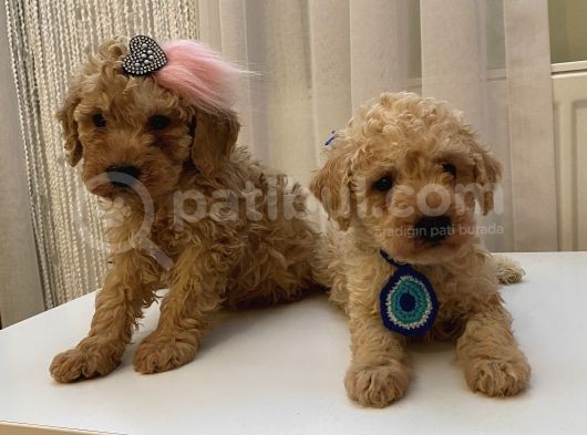 Ev Ortamında Büyüyen Toypoodle Yavrularımız görsel