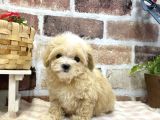 Krem Beyaz Maltipoo Yavrular