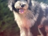Blue Merle Bernedoodle Mavi Göz Nadir Renk Türkiye’de Ilk