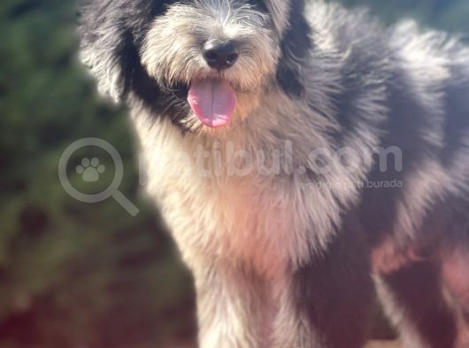 Blue Merle Bernedoodle Mavi Göz Nadir Renk Türkiye’de Ilk görsel