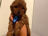 Ev Ortamında Büyüyen Toypoodle Yavrularımız