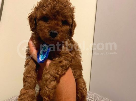 Ev Ortamında Büyüyen Toypoodle Yavrularımız görsel