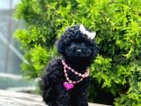 Black Nadir Renk Toy Poodle Yavrular