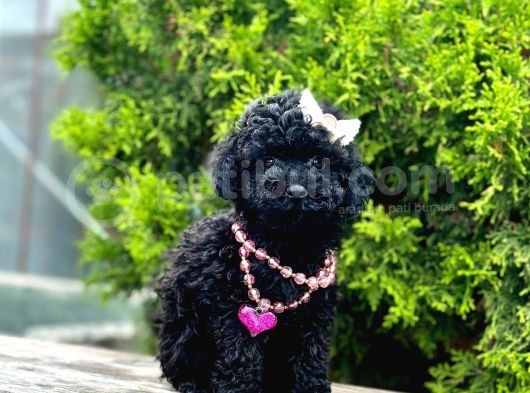 Black Nadir Renk Toy Poodle Yavrular