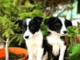 Border Collie Yavrular