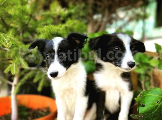 Border Collie Yavrular görsel