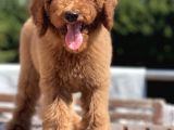 Red Brown  Labradoodle Amerika Gen Anne Baba