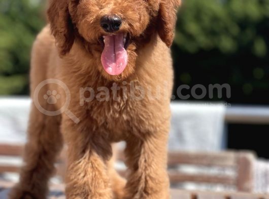 Red Brown  Labradoodle Amerika Gen Anne Baba