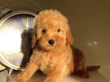Ev Ortamında Büyüyen Toypoodle Yavrularımız