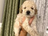 Aşılı Pasaportlu ToyPoodle Bebeklerimiz