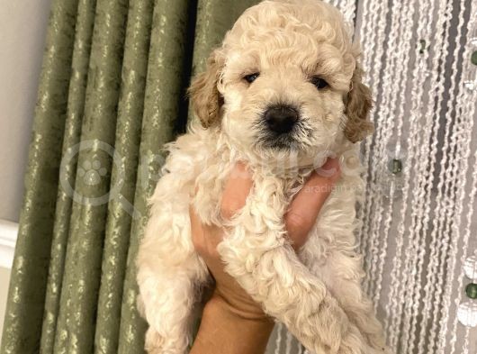 Aşılı Pasaportlu Toypoodle Bebeklerimiz