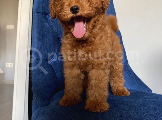 Evinizin Maskotu Olucak Toypoodle Bebekler görsel