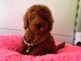 Orji̇nal Toy Poodle Yavrular