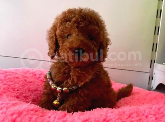 Orji̇nal Toy Poodle Yavrular görsel