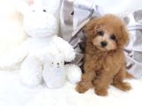 Safkan Toy Poodle Yavrular