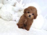 Red Mi̇ni̇ Toy Poodle Bebekler