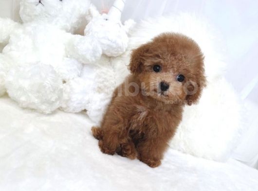 Red Mi̇ni̇ Toy Poodle Bebekler görsel