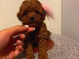 Biblo Toypoodle Bebekler