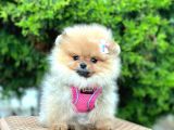 Safkan Teddy Bear Pomeranian Boo Yavrularımız