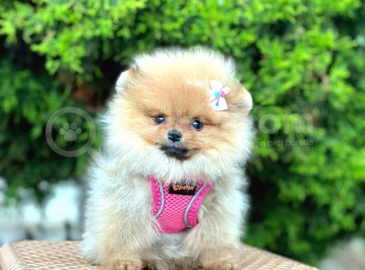 Safkan Teddy Bear Pomeranian Boo Yavrularımız görsel
