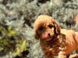 Toy Poodle Bebekleri̇