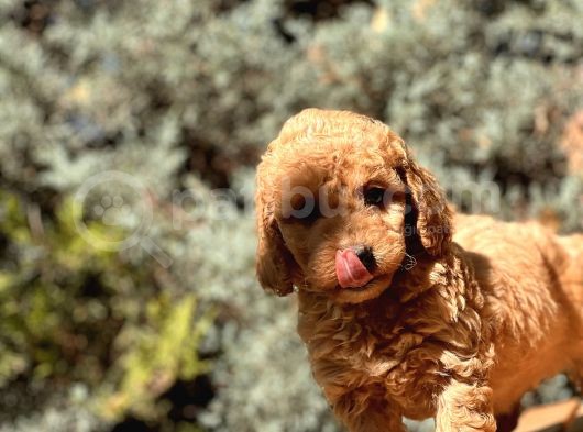 Toy Poodle Bebekleri̇