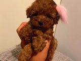 Muhteşem Poodle Yavrularımız