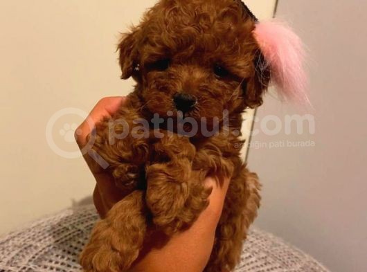 Muhteşem Poodle Yavrularımız görsel
