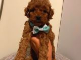 Aşılı Pasaportlu Toypoodle Bebeklerimiz