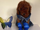 Evinizin Maskotu Olucak Toypoodle Bebekler