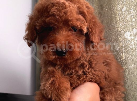 Aşılı Pasaportlu Toypoodle Bebeklerimiz görsel