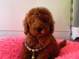 Orji̇nal Toy Poodle Yavrular