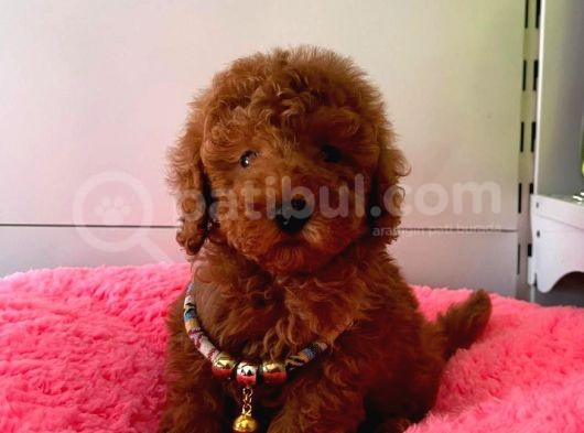 Orji̇nal Toy Poodle Yavrular