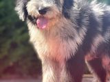 Blue Merle Bernedoodle Mavi Göz Nadir Renk Türkiye’de Ilk