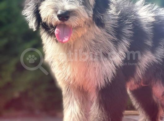 Blue Merle Bernedoodle Mavi Göz Nadir Renk Türkiye’de Ilk görsel