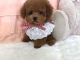 Safkan Toy Poodle Yavrular